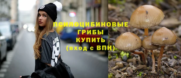индика Каменногорск